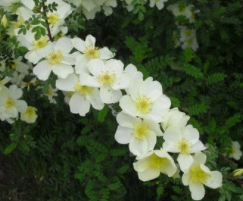 花卉公司起名字大全