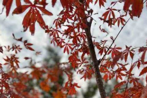 游戏家族名字2024最新版游戏家族名字分享！