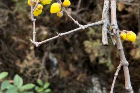 独一无二的游戏名男2024男生游戏名字分享！