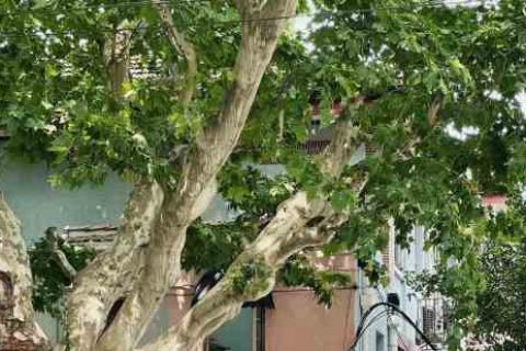 天下3帮派名字游戏公会名字分享！