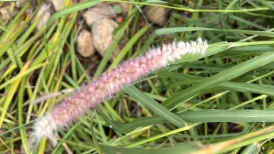 大唐无双游戏名字大全