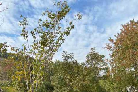 王牌竞速网名女生女生游戏名字分享！