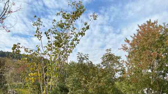 元梦之星两个字情侣名字