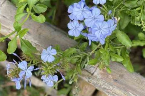 我的世界网名男生男生游戏名字分享！