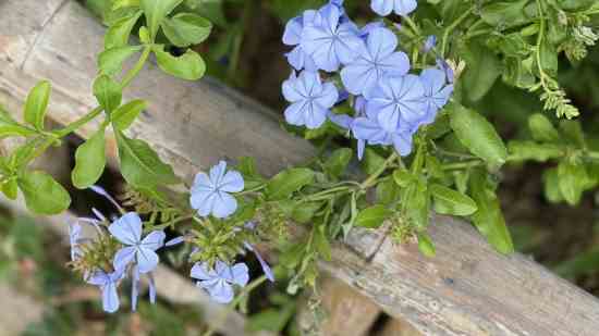 我的世界网名男生