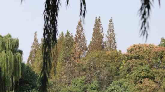 古风带琴字的网名