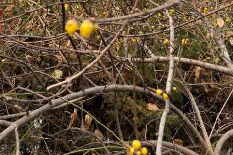 猎魂觉醒昵称女生女生游戏名字分享！