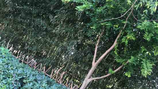 暗区突围双字id