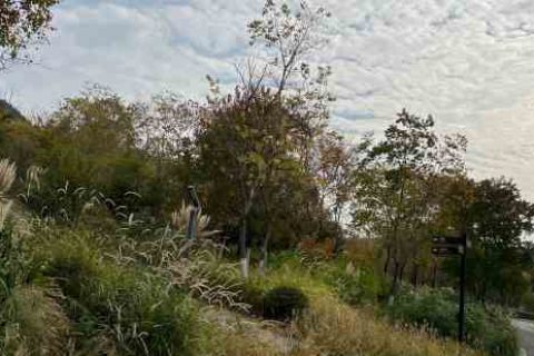 战争怒吼cp名字游戏情侣名字分享！