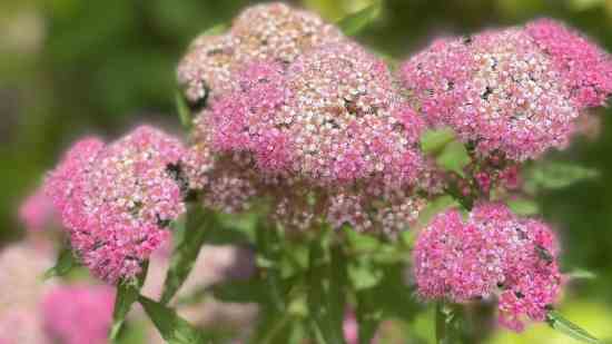 妄想山海好听的id