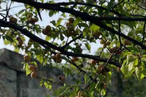 忘川风华录好听的名字