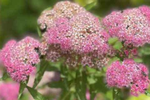 全民奇迹2cp名字游戏情侣名字分享！