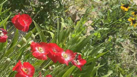 猎魂觉醒cp名字