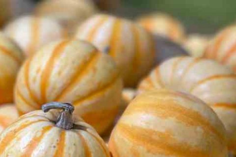 燕云十六声网名大全个性游戏名字分享！