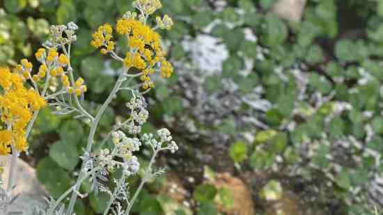 影之诗7字游戏名字