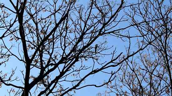 乱世逐鹿好听的游戏名