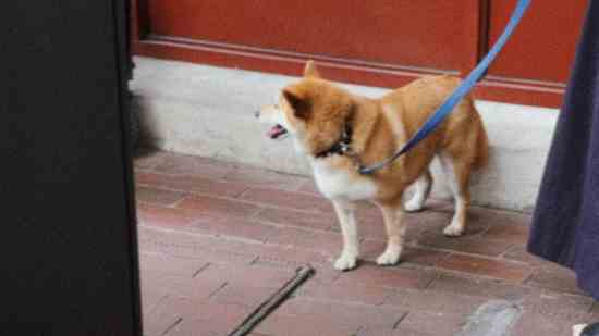 永远的7日之都4个字游戏名