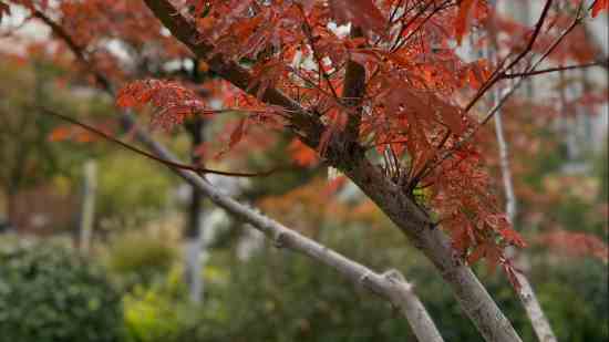 命运方舟好听的id
