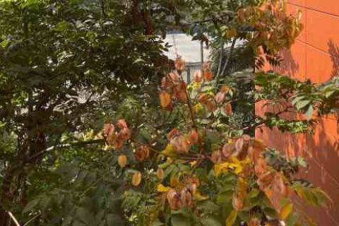 问道幸福的情侣名字游戏情侣名字分享！